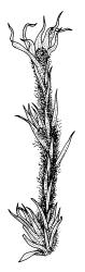 Tayloria octoblepharum, habit of ♂ plant. Drawn from A.J. Fife 8234, CHR 439180.
 Image: R.C. Wagstaff © Landcare Research 2015 